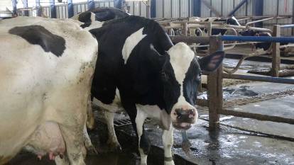 İspatlandı! Türk müziği ineklerin süt verimini artırıyor