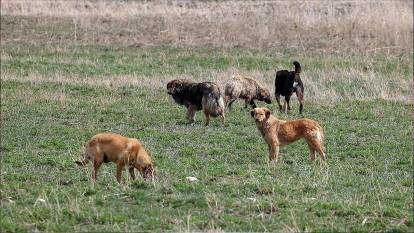 Urla'da 6 sahipsiz köpeğin zehirlenerek telef olması üzerine inceleme başlatıldı