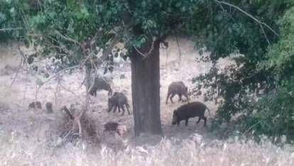 Malatya Arapgir'de yiyecek arayan domuz sürüsü görüntülendi