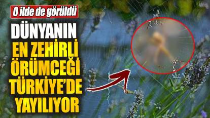 Dünyanın en zehirli örümceği Türkiye’de yayılıyor! O ilde de görüldü
