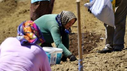 Kilosu 320 bin lira! 1 taneden 20 tane çıkıyor! Bunu eken bayram edecek