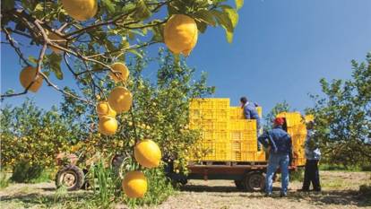 'Risk' alarmı verdi: 'Pestisitli limonlar gümrükten geri döndü