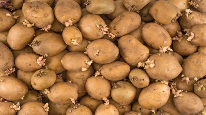 patates-saklama-yontemi-ebng.webp