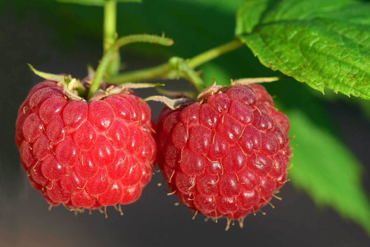 raspberries-3454504-1280.jpg