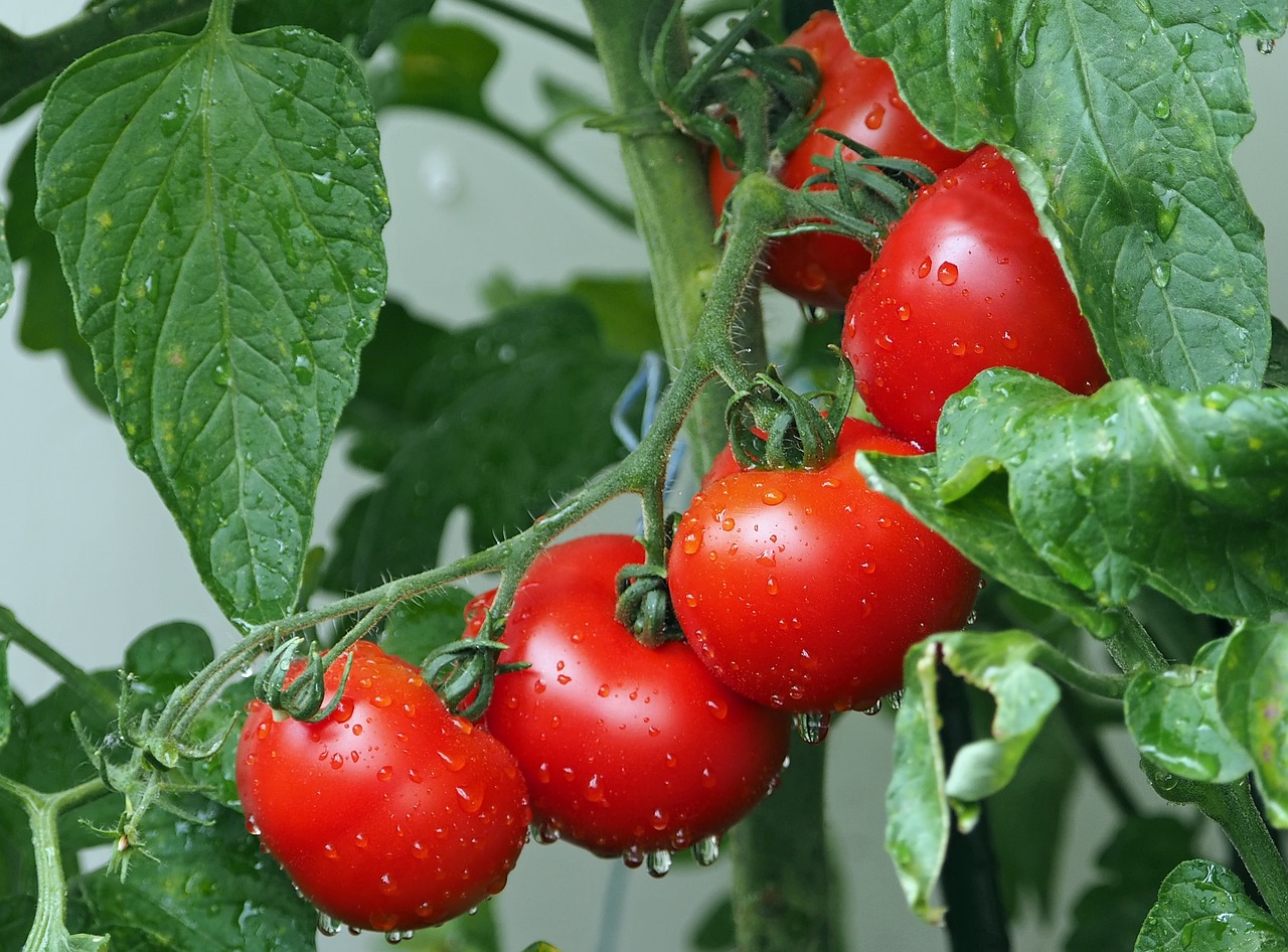 tomatoes-1561565-1280.jpg