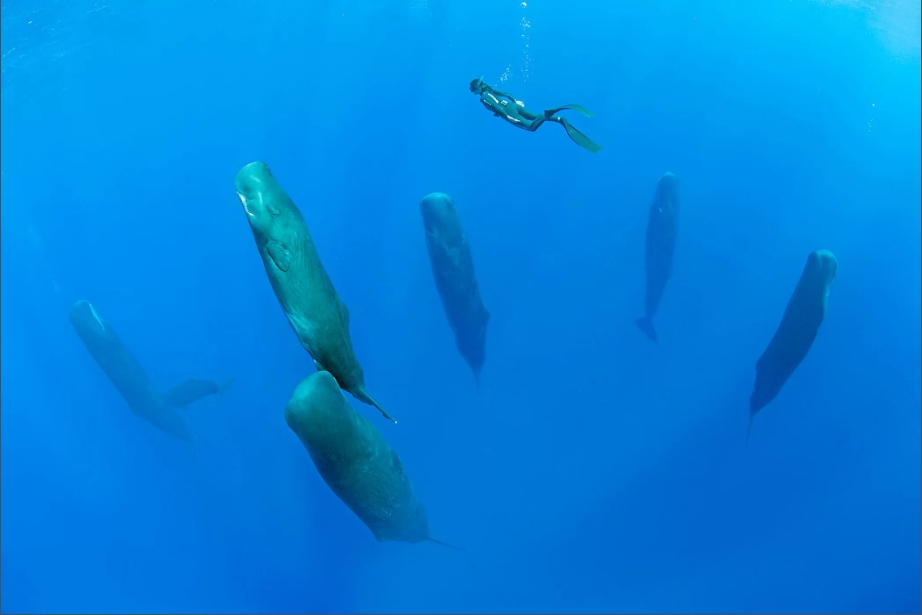 sperm-whales.jpg
