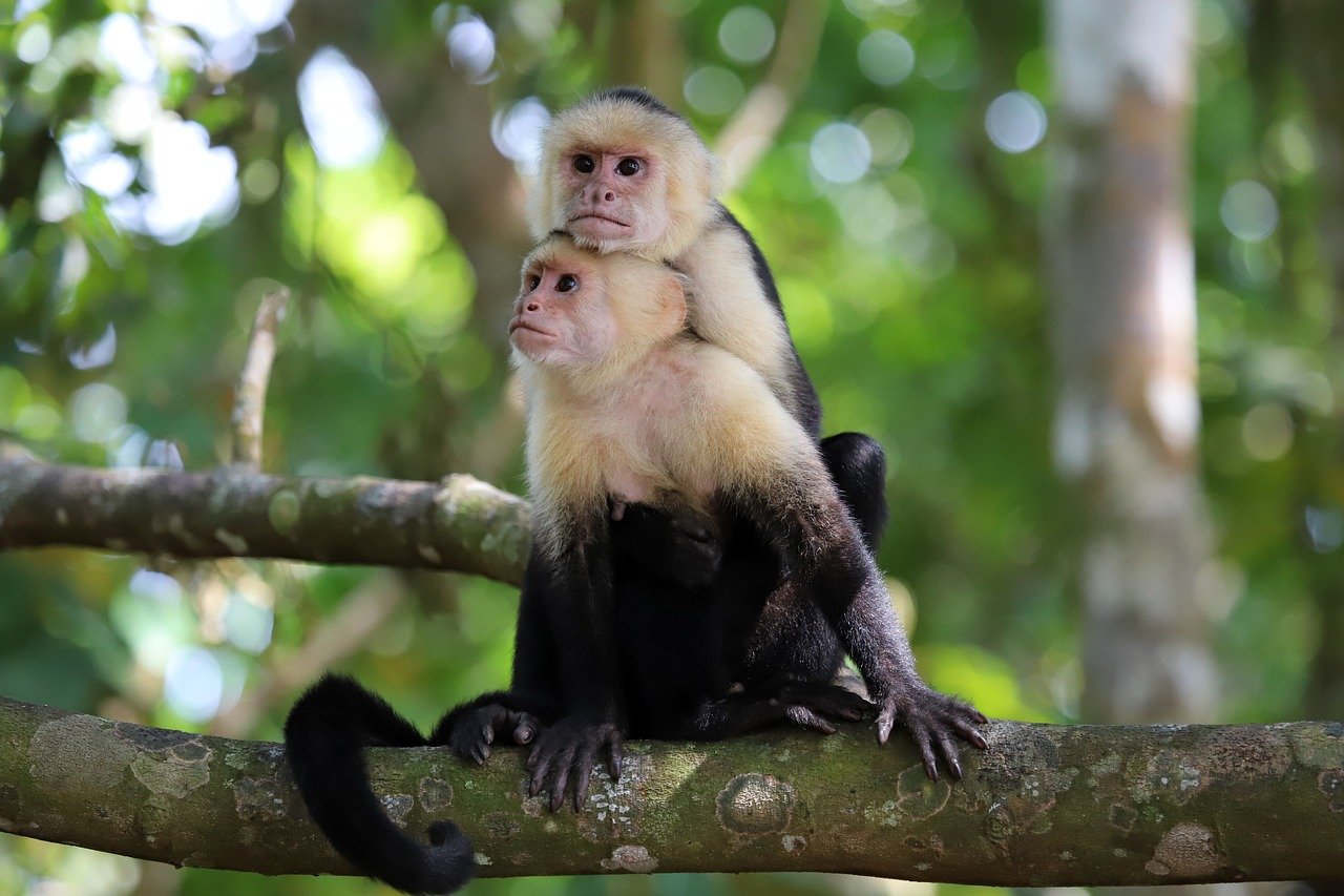 capuchin-monkey-8530884-1280.jpg
