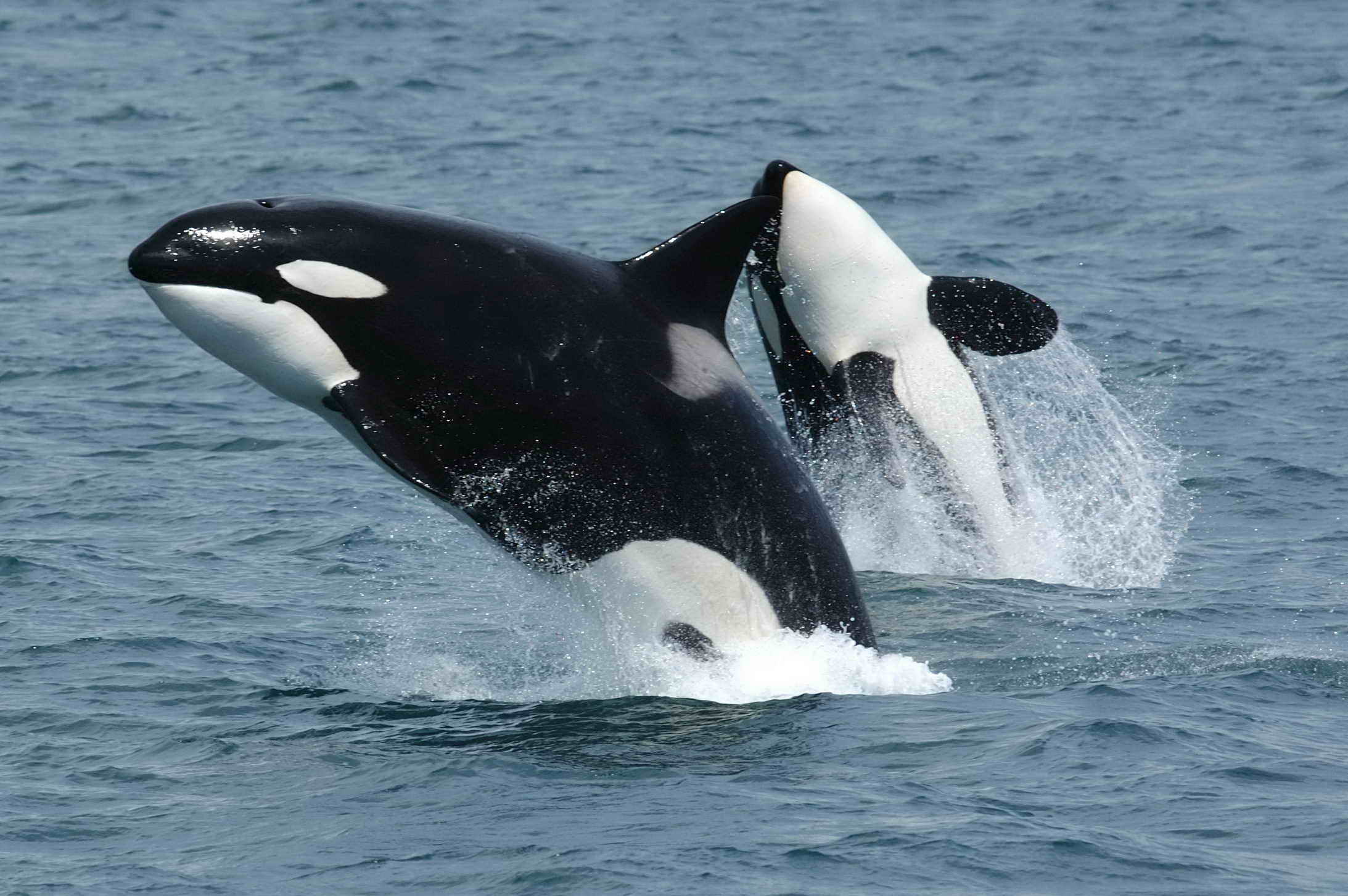 killerwhales-jumping.jpg