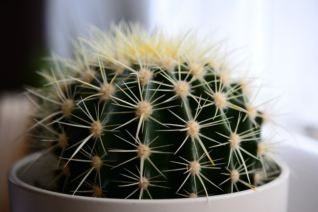 cactus-6743531-1280.jpg