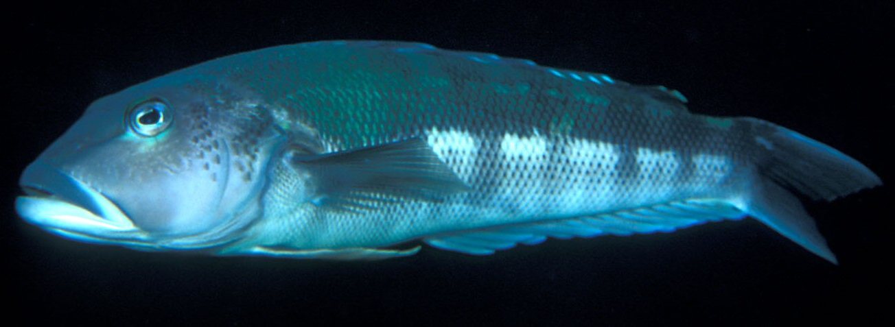 parapercis-colias-blue-cod.jpg
