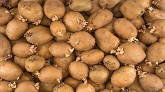 patatesi-filizlenmeden-saklama-yont-uitv.webp