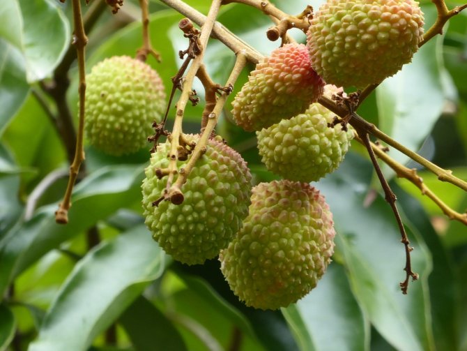 lychees-2322207-1280.jpg