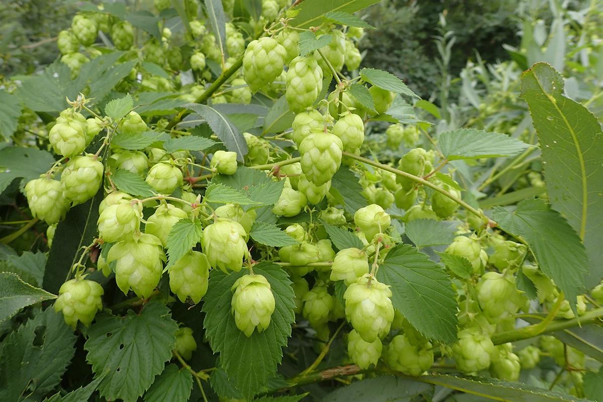 humulus-lupulus-serbetci-otu-fidesi-0-5bcf85.jpg