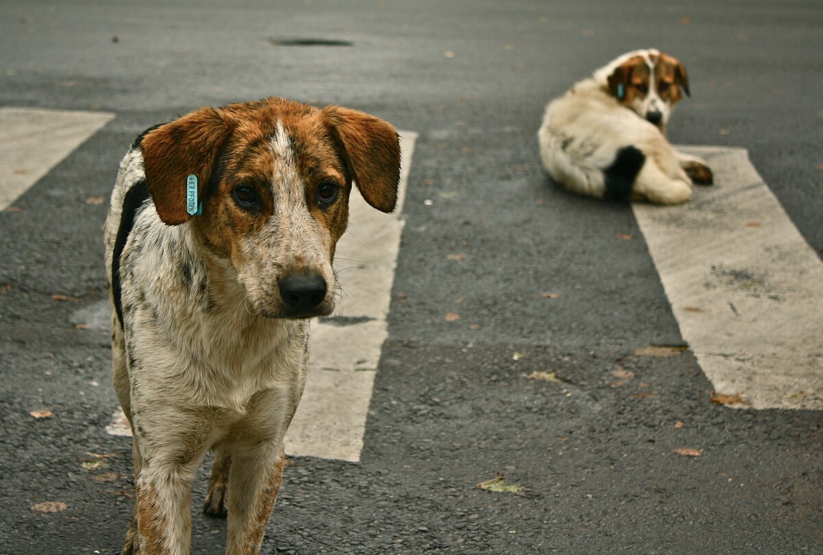 stray-dogs-crosswalk.jpg